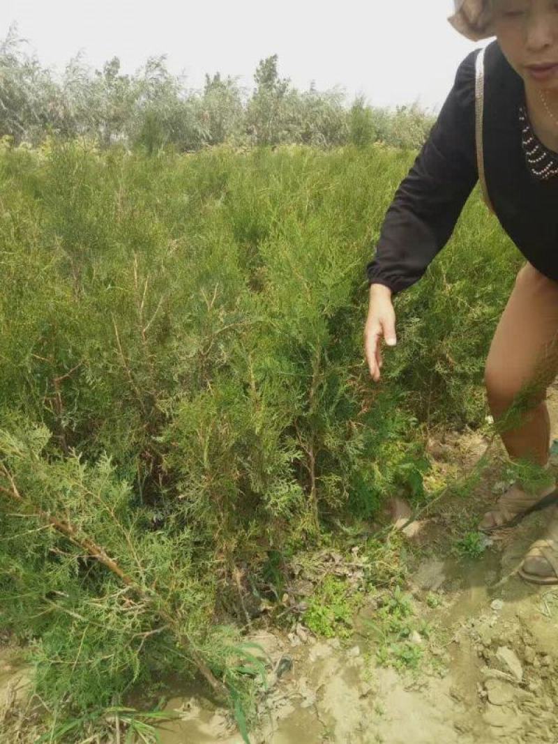 侧柏基地大量销售中经营各种绿化苗木品种齐全生长旺盛姿态