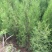 侧柏基地大量销售中经营各种绿化苗木品种齐全生长旺盛姿态
