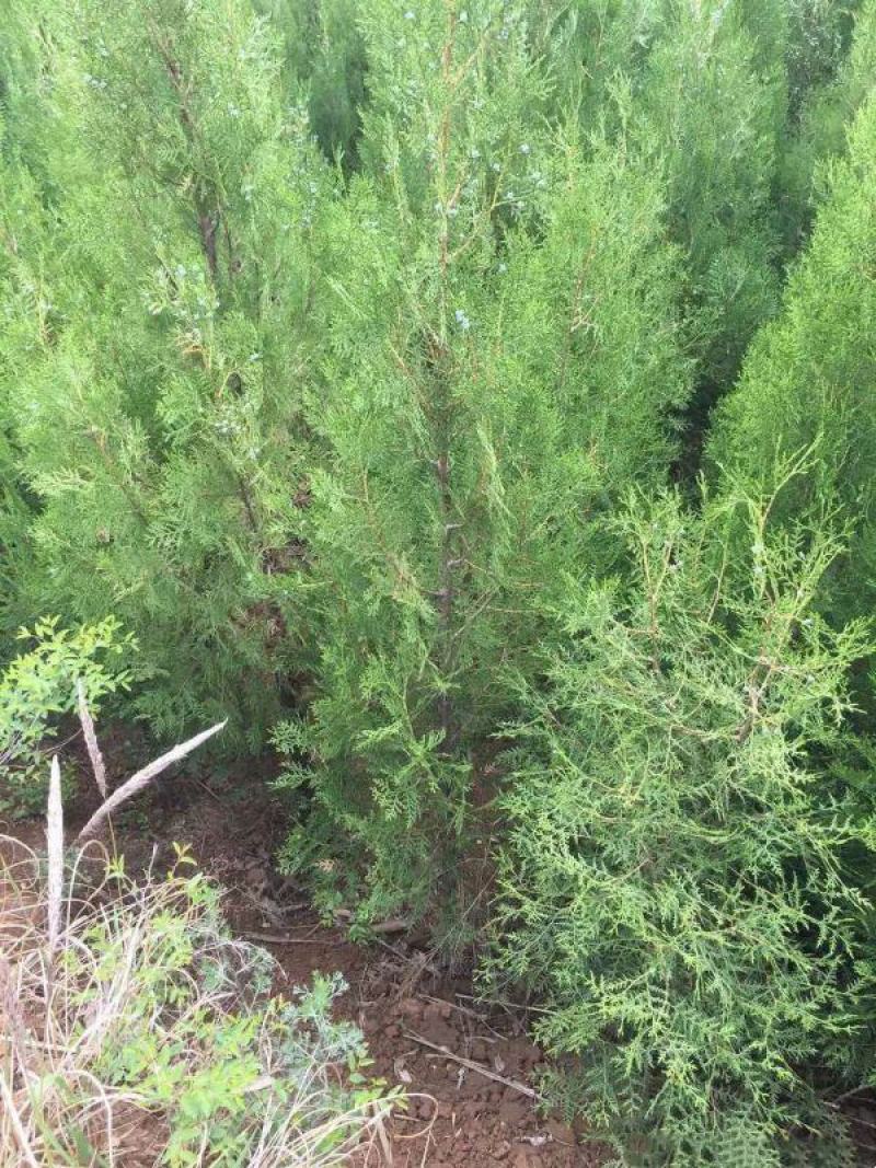 侧柏基地大量销售中经营各种绿化苗木品种齐全生长旺盛姿态
