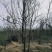 基地直销多年生绿化大枣树现挖现发保证质量价格优惠