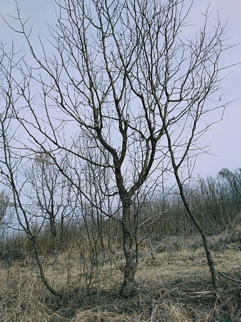 基地直销多年生绿化大枣树现挖现发保证质量价格优惠