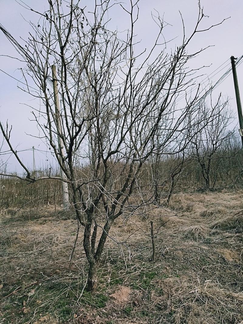 基地直销多年生绿化大枣树现挖现发保证质量价格优惠