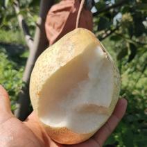 山农酥梨苗特点综合分析哪里有山农酥梨梨树苗