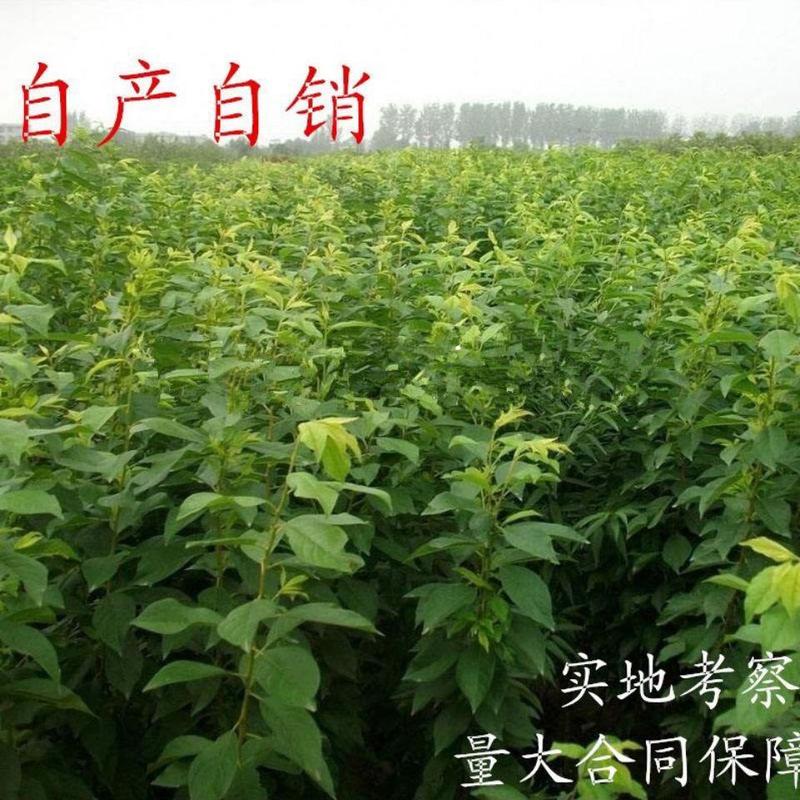 李子新品种中国红李王树苗七月成熟软硬适中浓甜汁多