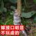 李子新品种中国红李王树苗七月成熟软硬适中浓甜汁多
