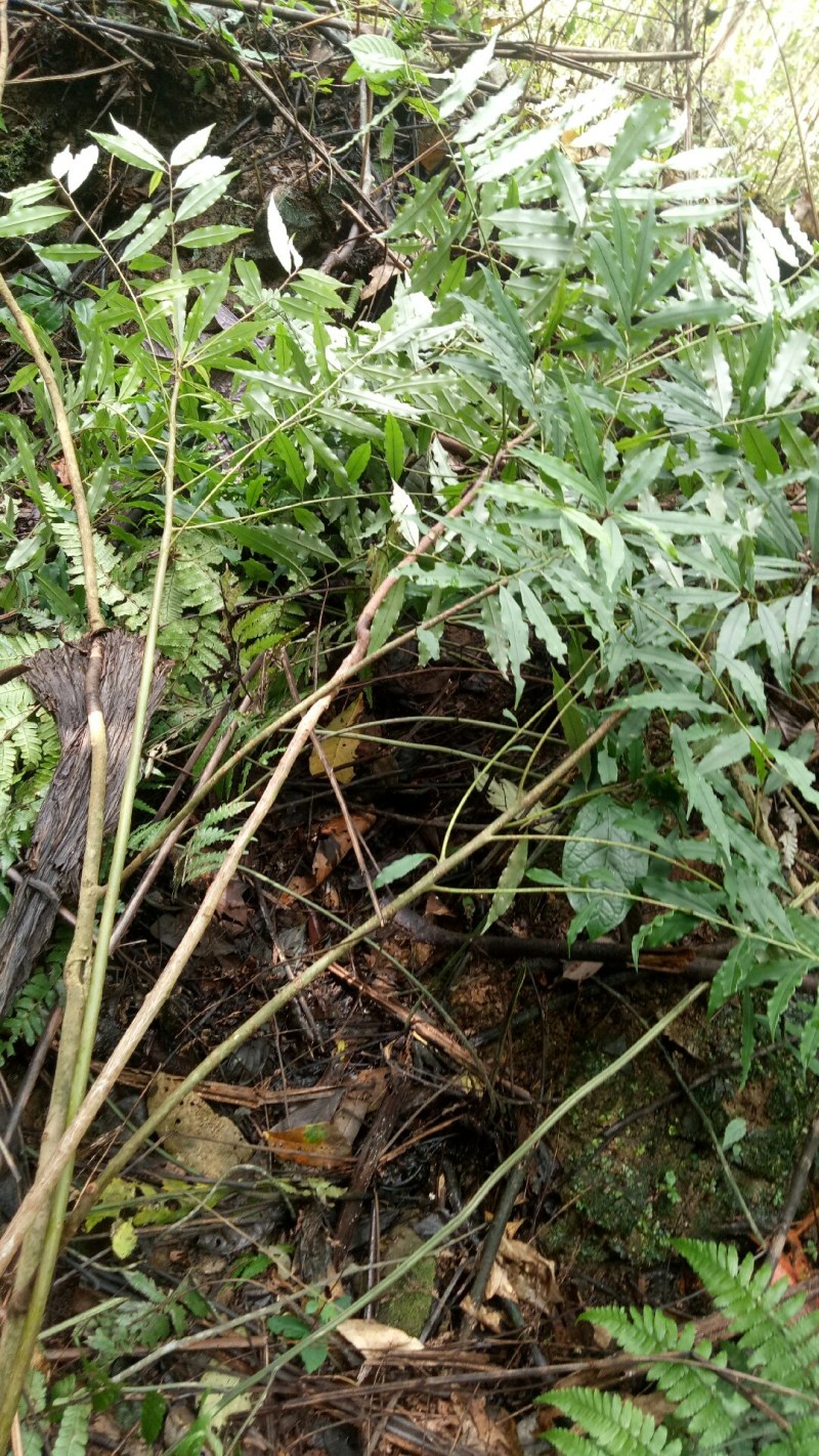 小罗伞中药材小罗伞中药材