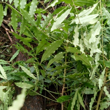 小罗伞中药材小罗伞中药材