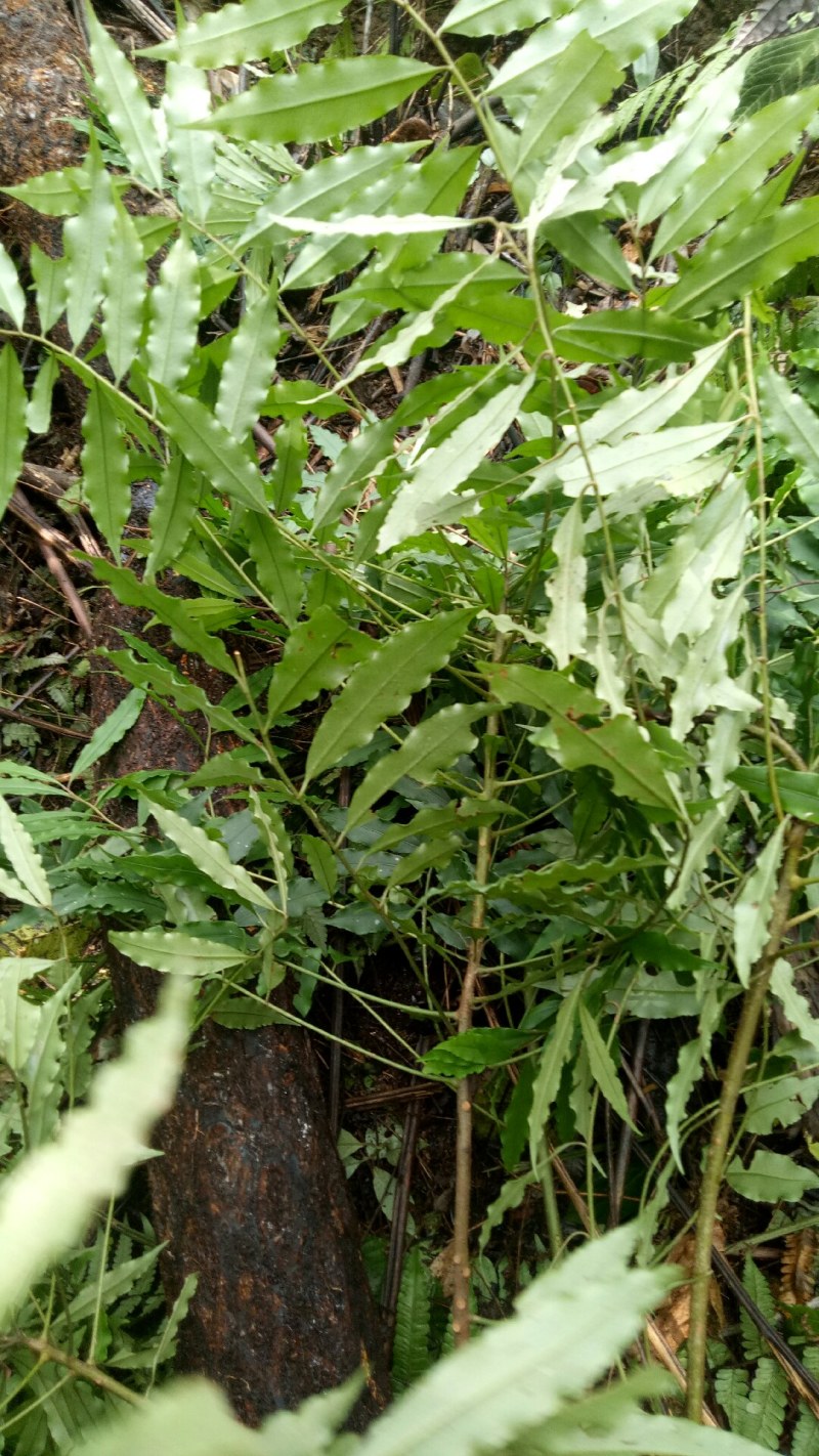小罗伞中药材小罗伞中药材