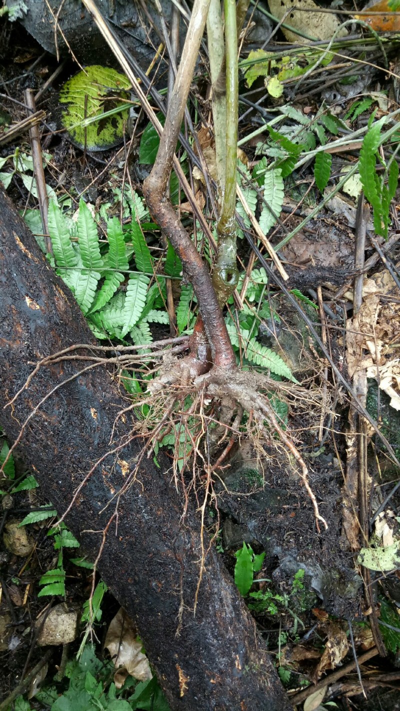 小罗伞中药材小罗伞中药材