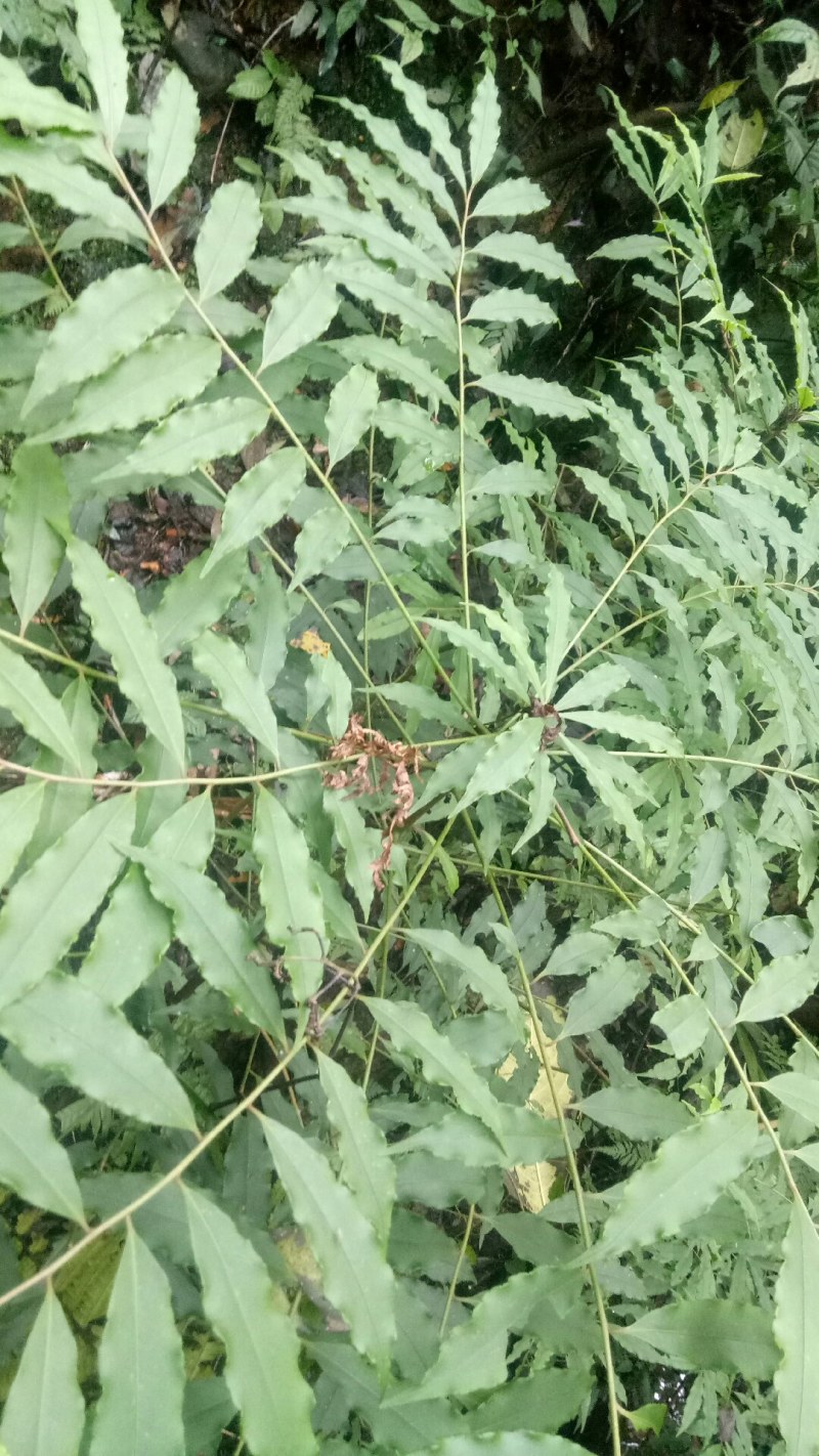 小罗伞中药材小罗伞中药材