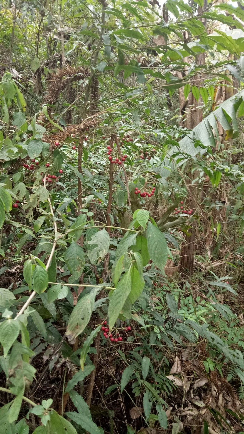 小罗伞中药材小罗伞中药材