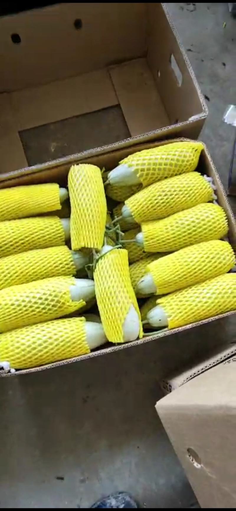 甜瓜博洋61甜瓜河北甜瓜【肉多味甜】蜜瓜河北产地批发