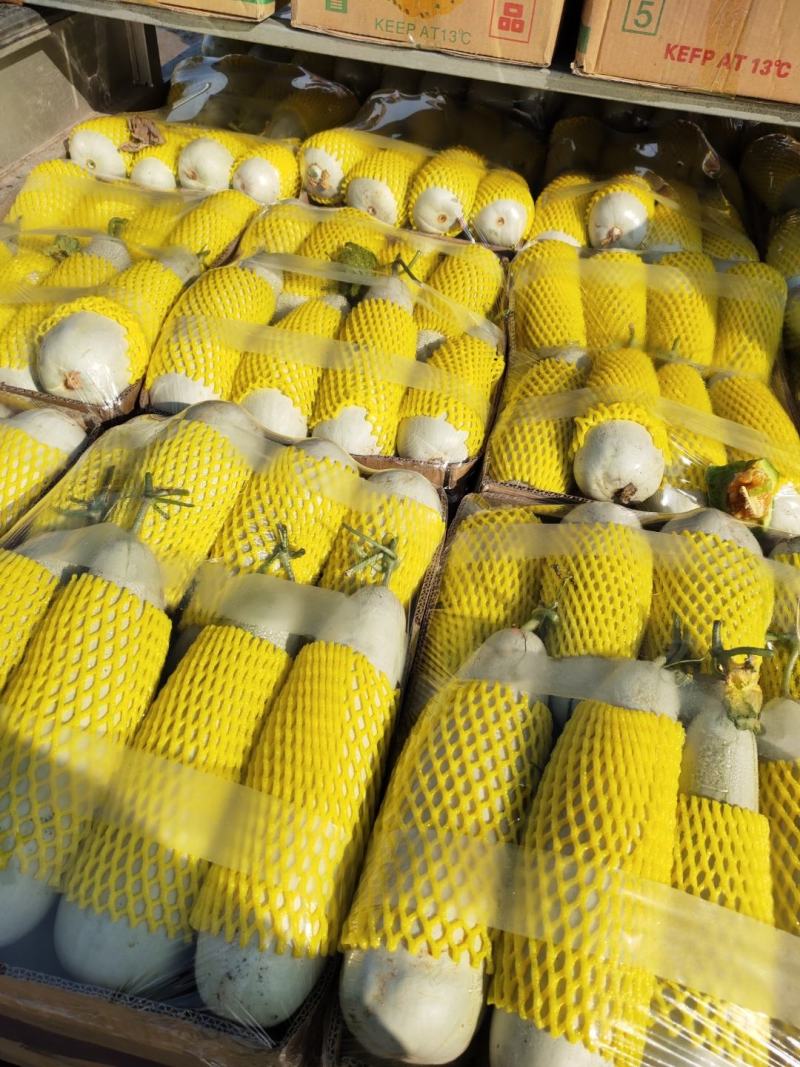 甜瓜博洋61甜瓜河北甜瓜【肉多味甜】蜜瓜河北产地批发