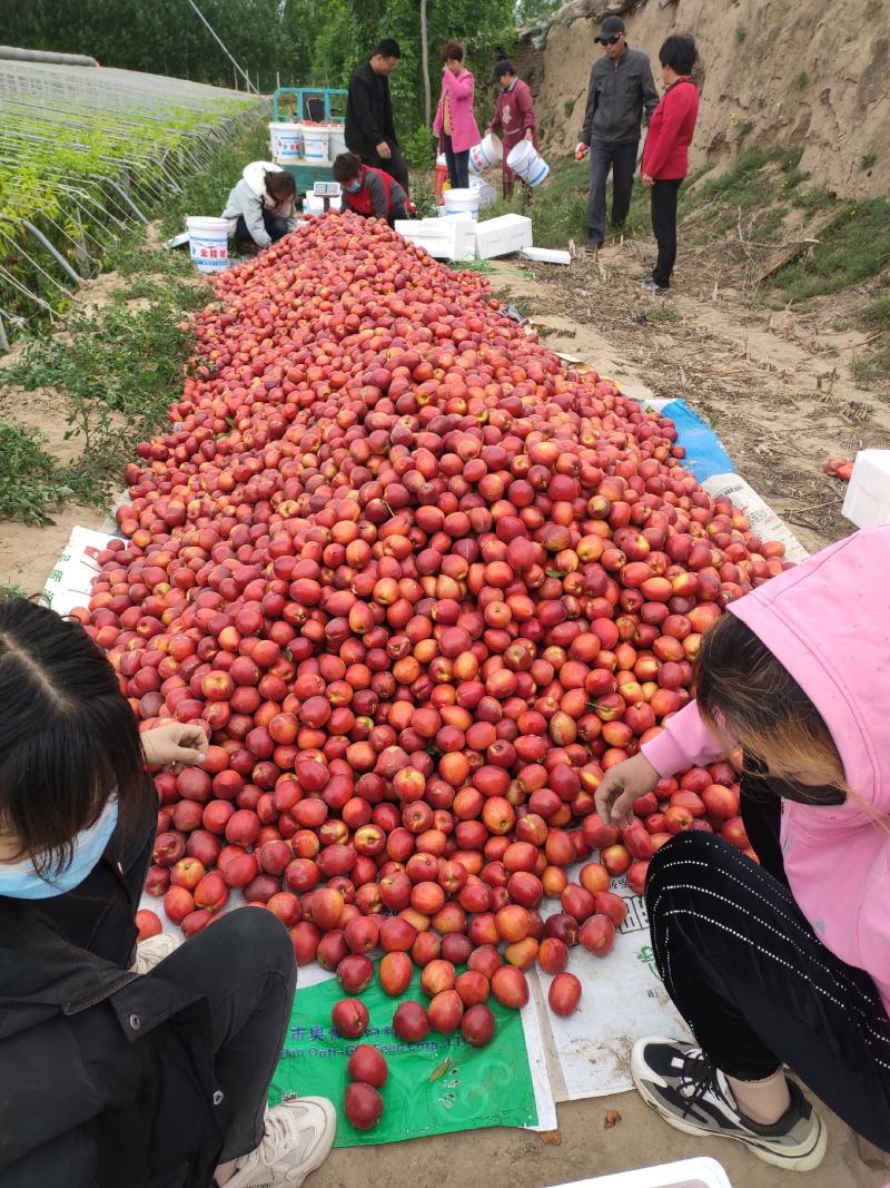 黄金蜜黄油桃，海量供应红油桃黄油桃，包装齐全，代收代发