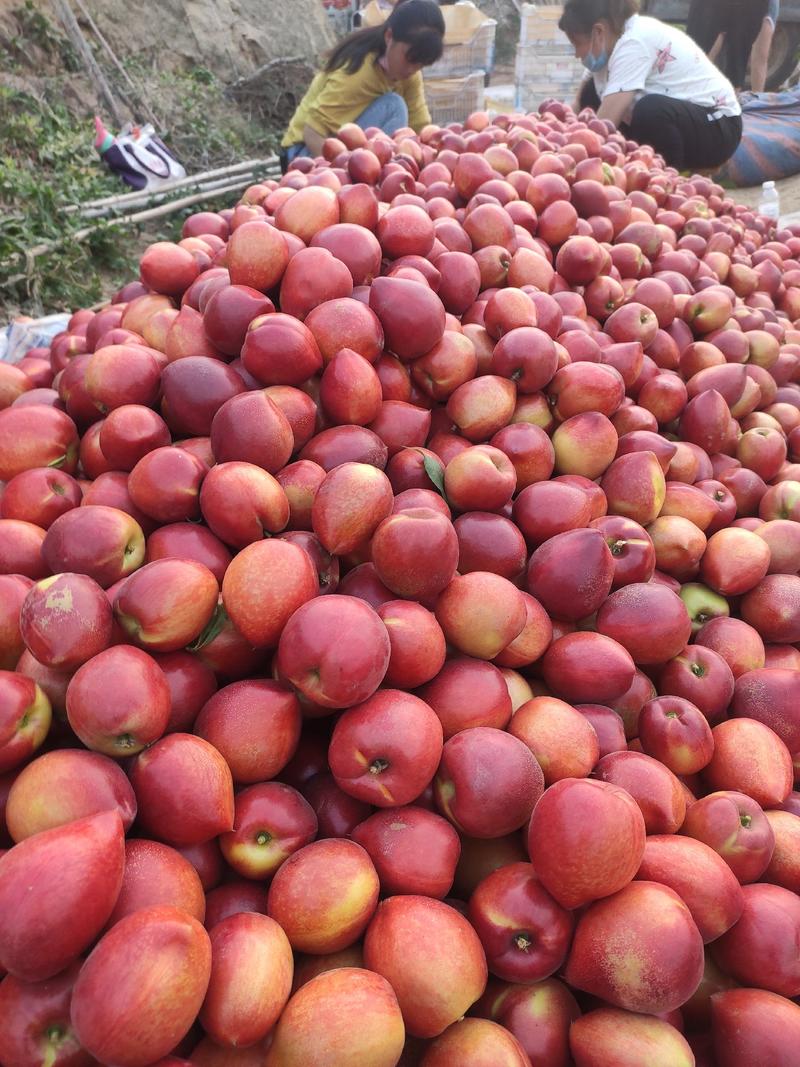 油桃，中油4号红油桃黄油桃，万亩以上，包装齐全，代收代发