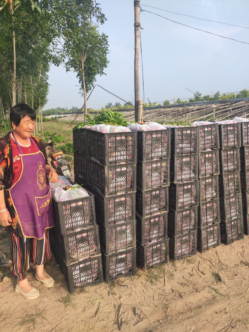 黄金蜜黄油桃，海量供应红油桃黄油桃，包装齐全，代收代发