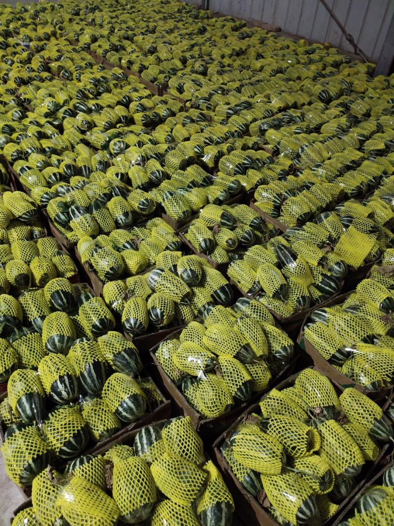 品质头茬博洋9甜瓜产地大量上市产地直发欢迎来电洽谈