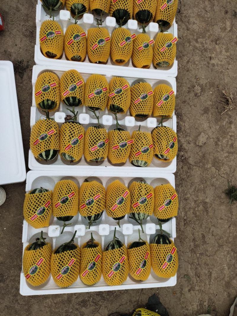 品质头茬博洋9甜瓜产地大量上市产地直发欢迎来电洽谈