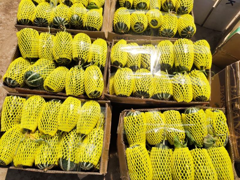 品质头茬博洋9甜瓜产地大量上市产地直发欢迎来电洽谈
