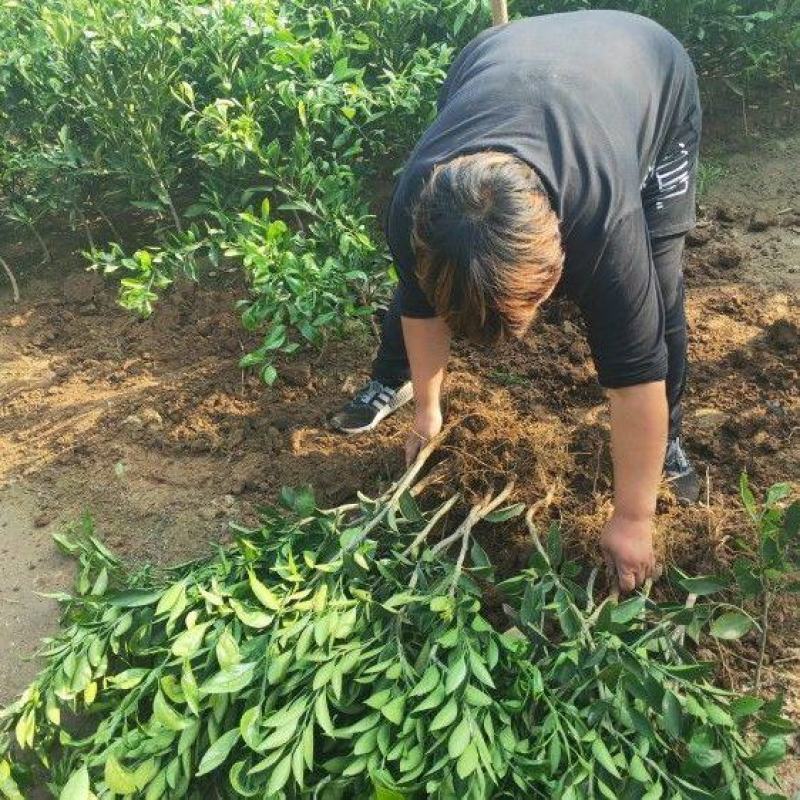 嫁接橙子树苗纽荷尔脐橙苗血橙果树苗南北方种植地栽当年结果