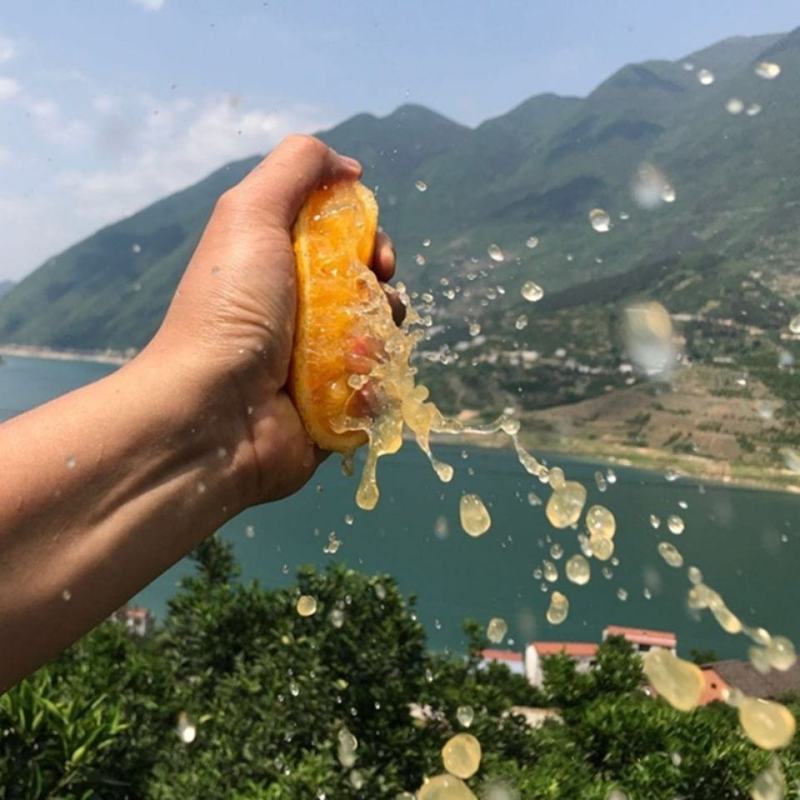 嫁接橙子树苗纽荷尔脐橙苗血橙果树苗南北方种植地栽当年结果