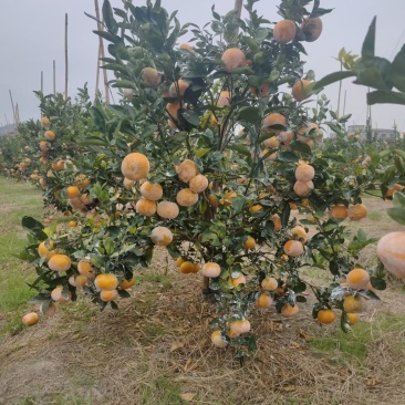 茂谷柑树苗，清明前后上市，无籽薄皮多汁新特品种极