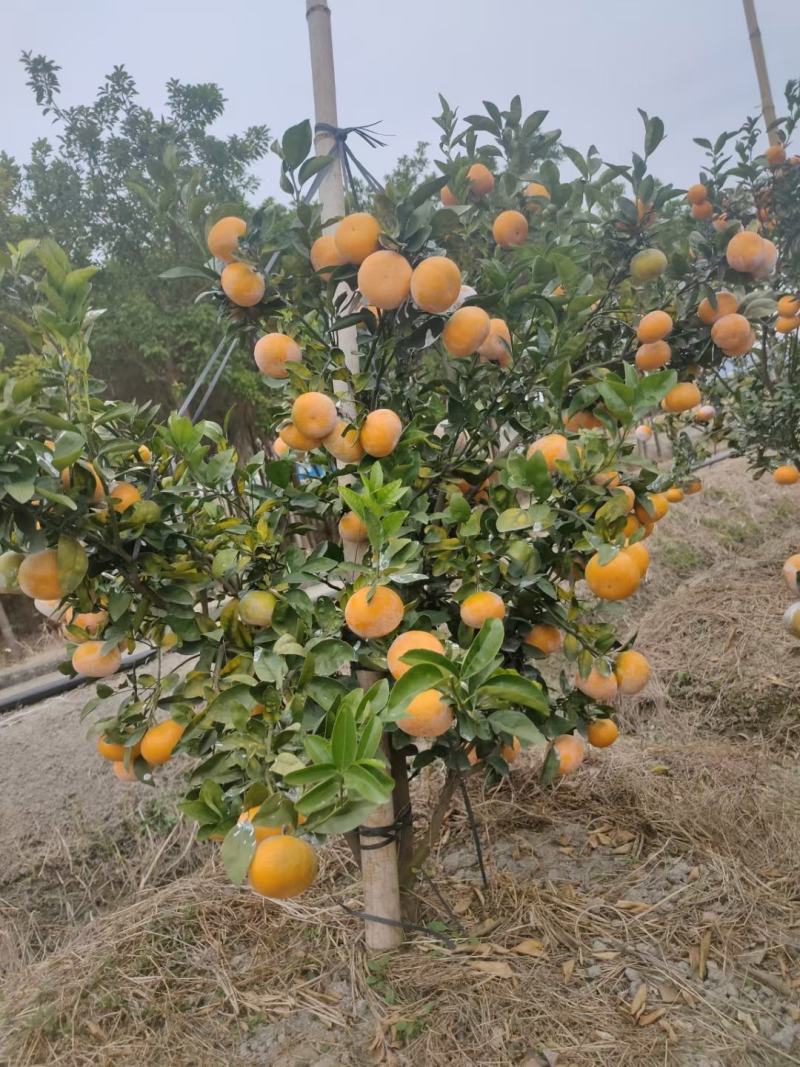 茂谷柑树苗，清明前后上市，无籽薄皮多汁新特品种极