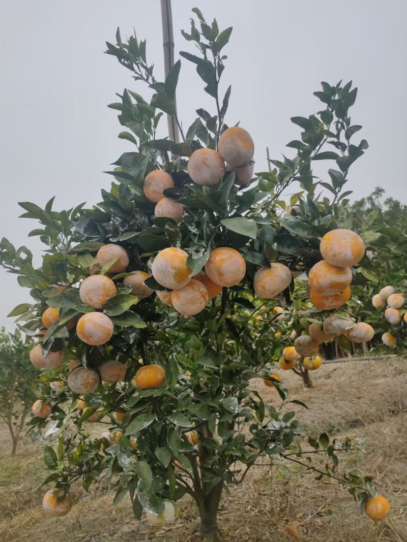 茂谷柑树苗，清明前后上市，无籽薄皮多汁新特品种极