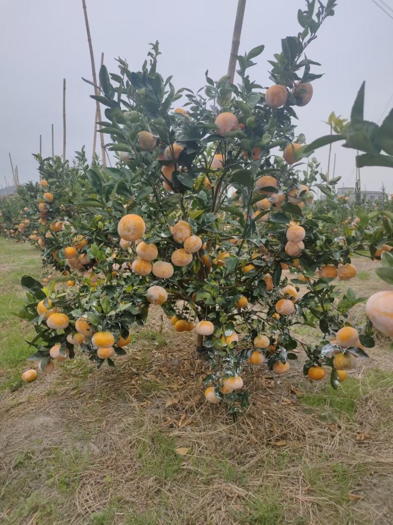 茂谷柑树苗，清明前后上市，无籽薄皮多汁新特品种极