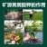 矿源黄腐酸钾水溶肥叶面肥激活土壤生根壮苗提高肥