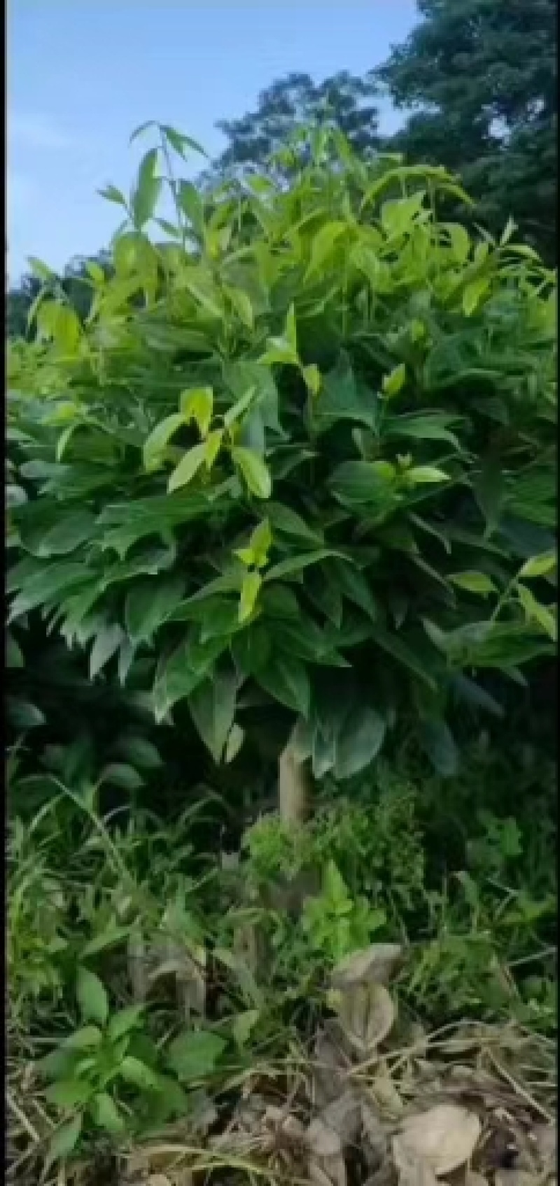 平安树/幸福树/富贵叶/产地直供，无中间赚差价，诚邀合作