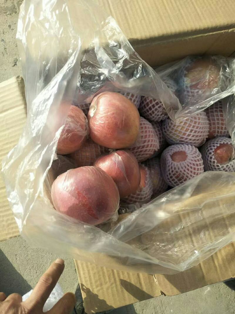【苹果】红富士苹果纯正冰糖心一手货源无中间商代发全国