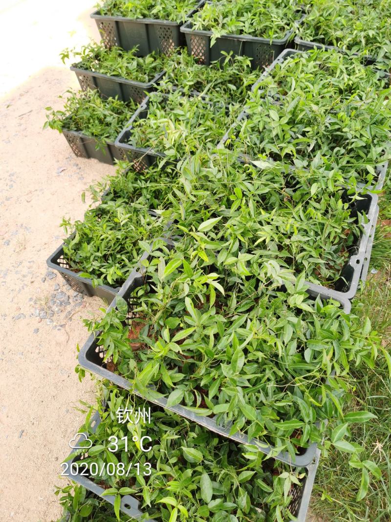 广西钦州市，小叶品种牛大力种苗，容易成活结薯率高