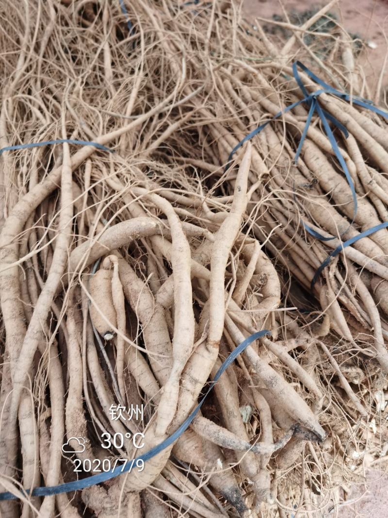 广西钦州市，小叶品种牛大力种苗，容易成活结薯率高
