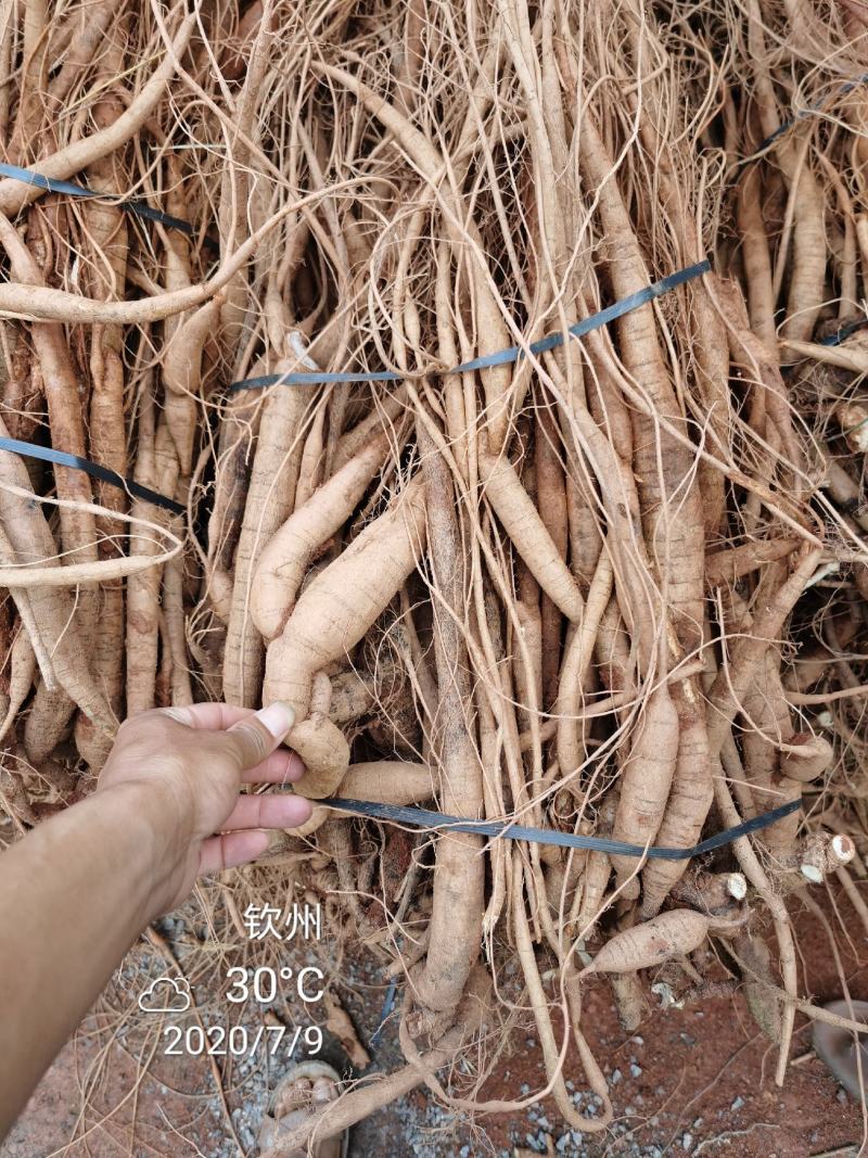 广西钦州市，小叶品种牛大力种苗，容易成活结薯率高