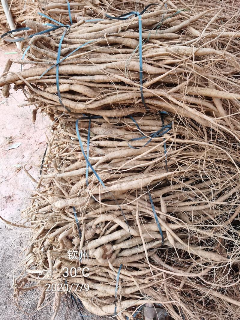 广西钦州市，小叶品种牛大力种苗，容易成活结薯率高