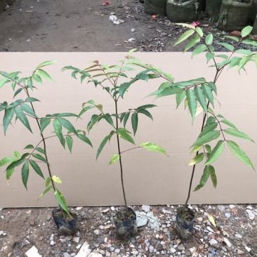 楝叶吴茱萸苗生态公园楝叶吴茱萸树苗山地景观
