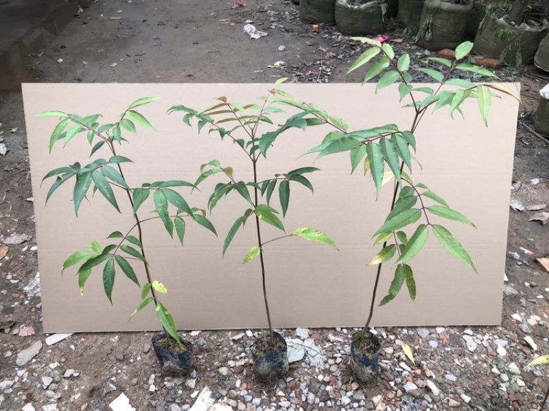 楝叶吴茱萸苗生态公园楝叶吴茱萸树苗山地景观