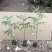 楝叶吴茱萸苗生态公园楝叶吴茱萸树苗山地景观