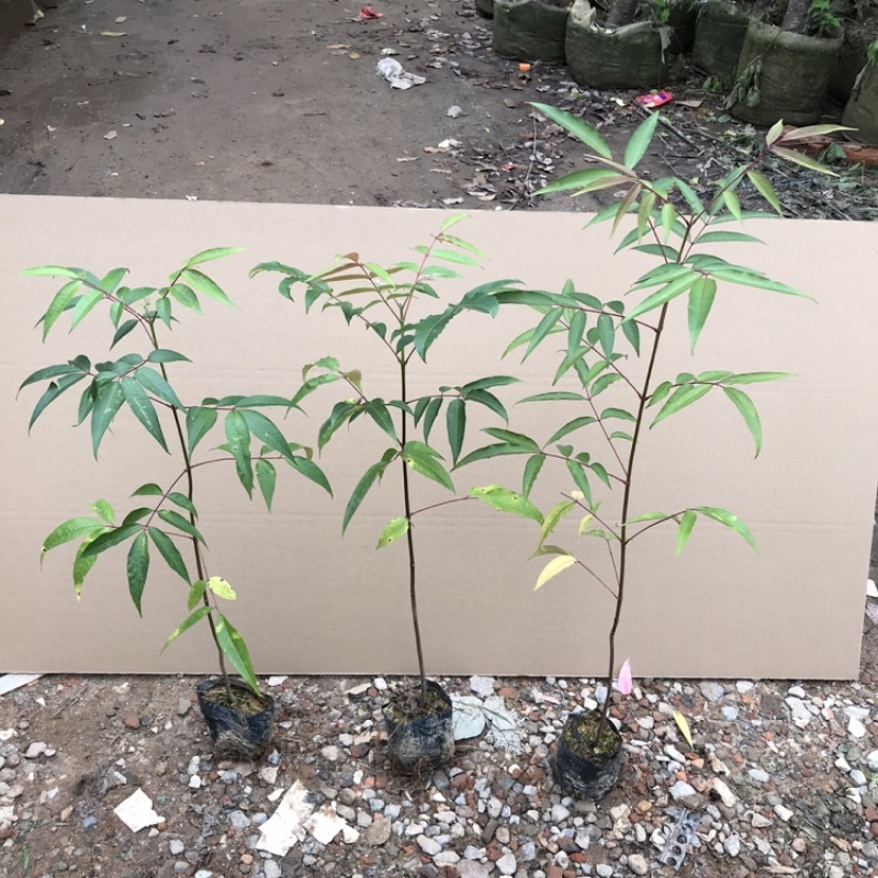 楝叶吴茱萸苗生态公园楝叶吴茱萸树苗山地景观