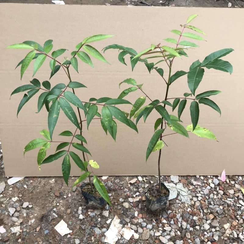 楝叶吴茱萸苗生态公园楝叶吴茱萸树苗山地景观