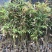楝叶吴茱萸苗生态公园楝叶吴茱萸树苗山地景观