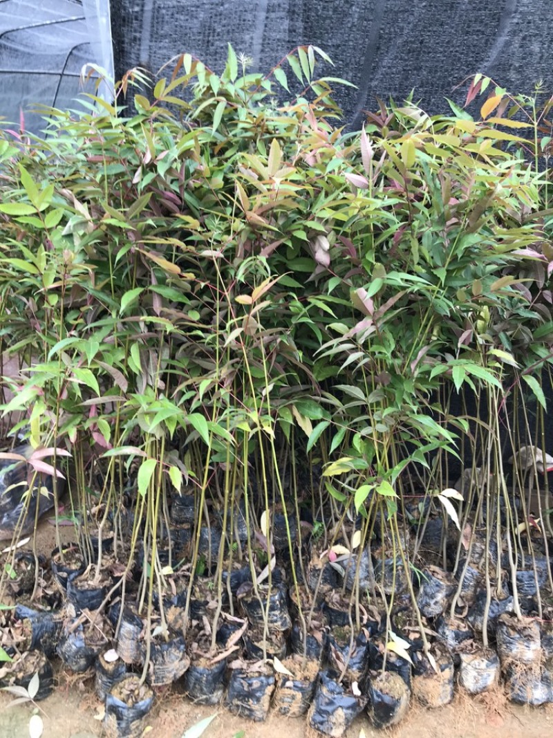 楝叶吴茱萸苗生态公园楝叶吴茱萸树苗山地景观
