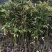 楝叶吴茱萸苗生态公园楝叶吴茱萸树苗山地景观