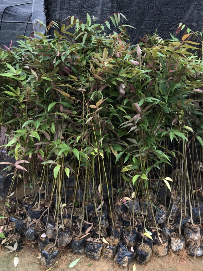 楝叶吴茱萸苗生态公园楝叶吴茱萸树苗山地景观