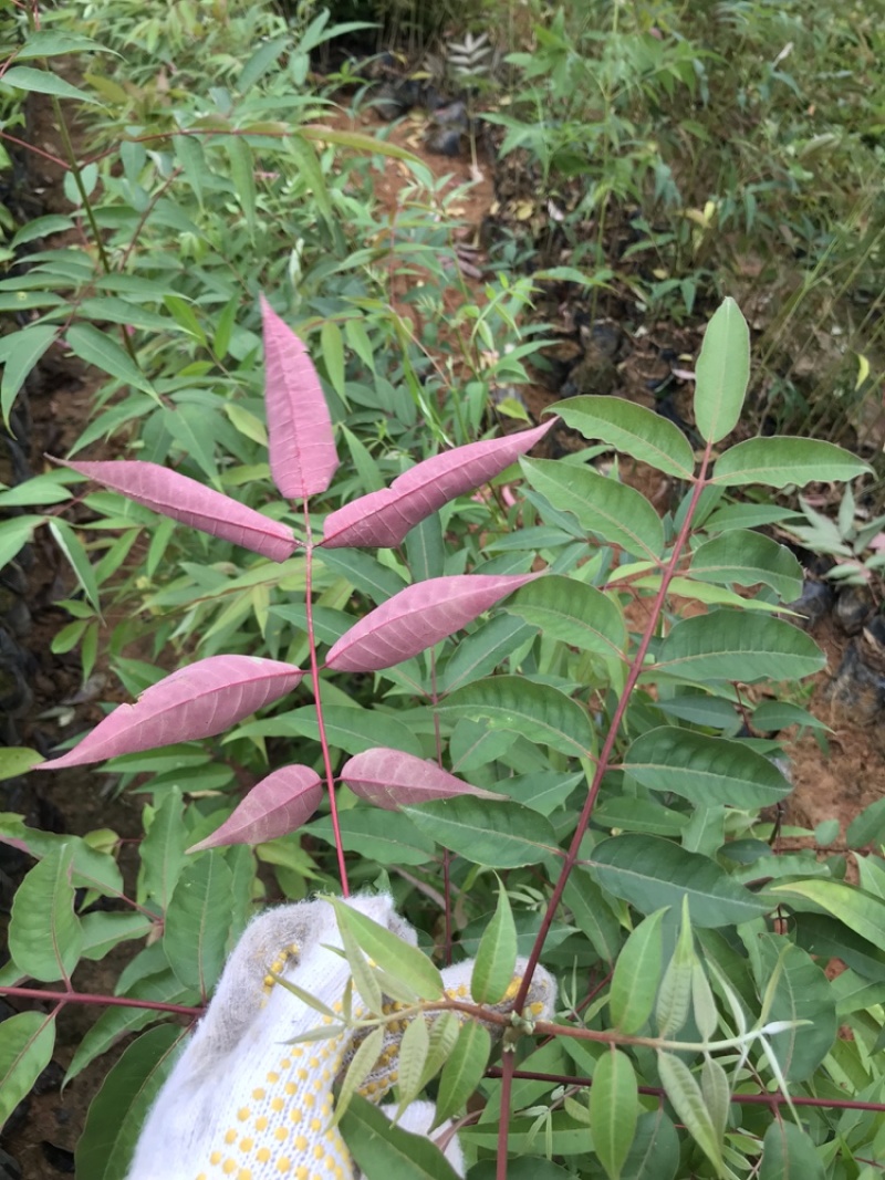 楝叶吴茱萸苗生态公园楝叶吴茱萸树苗山地景观