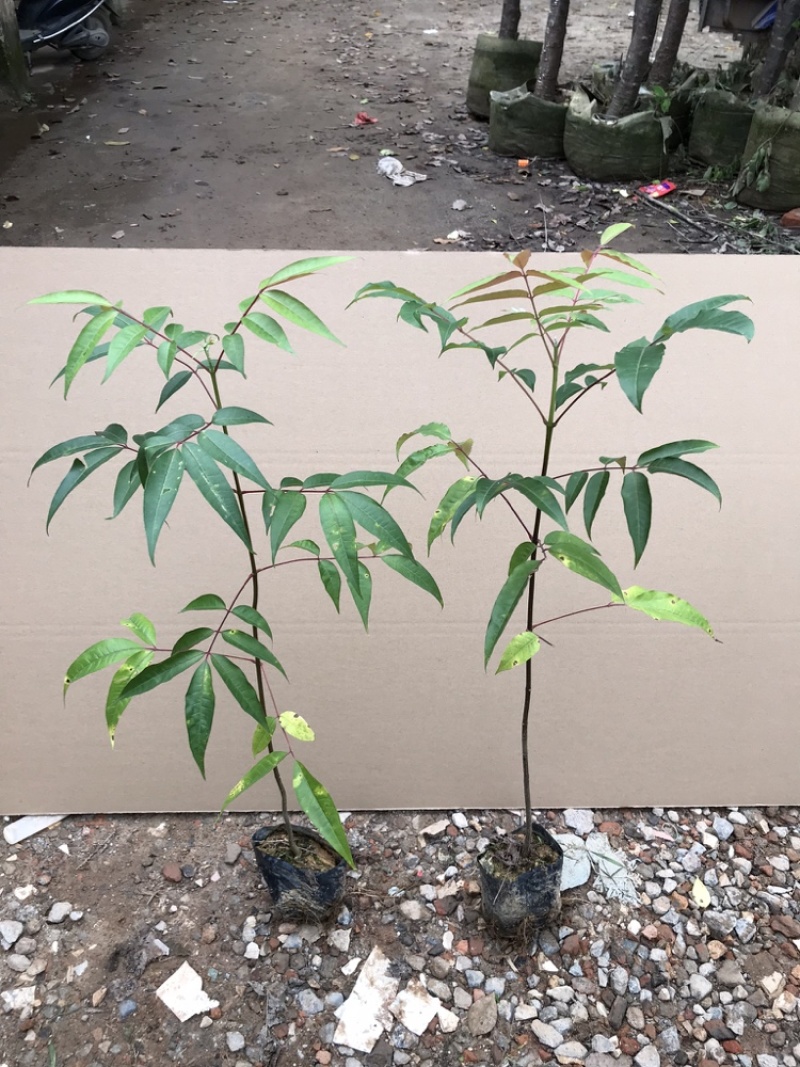 楝叶吴茱萸苗生态公园楝叶吴茱萸树苗山地景观