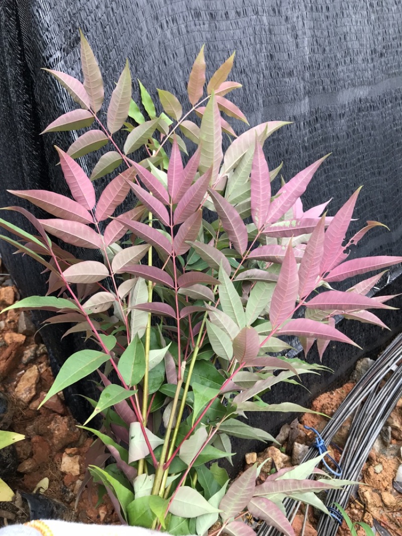 楝叶吴茱萸苗生态公园楝叶吴茱萸树苗山地景观