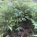 楝叶吴茱萸苗生态公园楝叶吴茱萸树苗山地景观