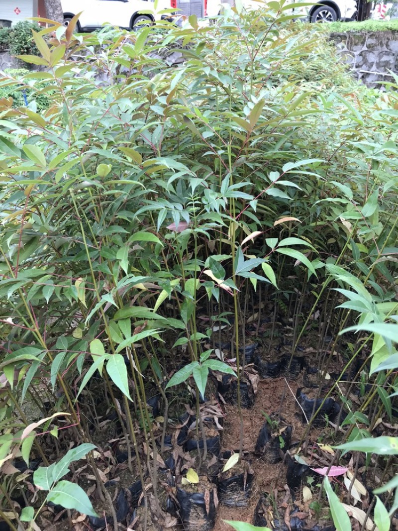 楝叶吴茱萸苗生态公园楝叶吴茱萸树苗山地景观
